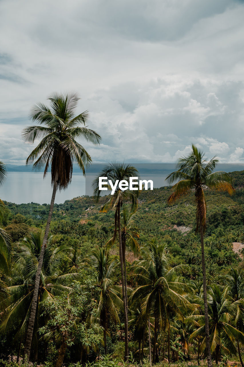 Palm trees on field against sky