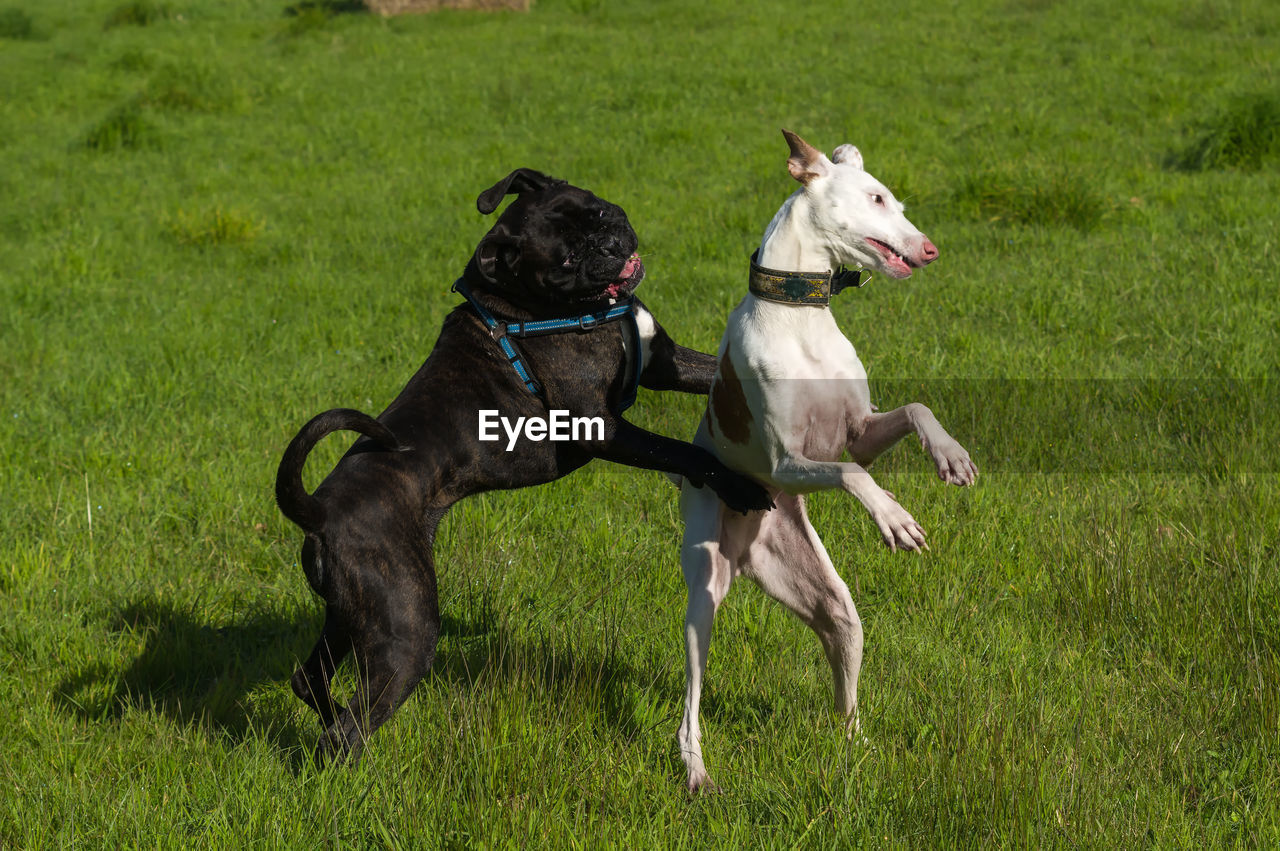 Playful dogs on grassy field