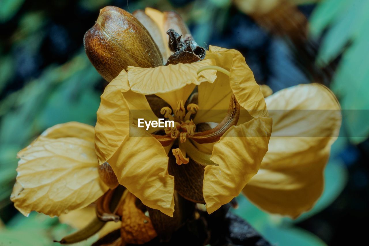 CLOSE-UP OF WILTED ON YELLOW FLOWER