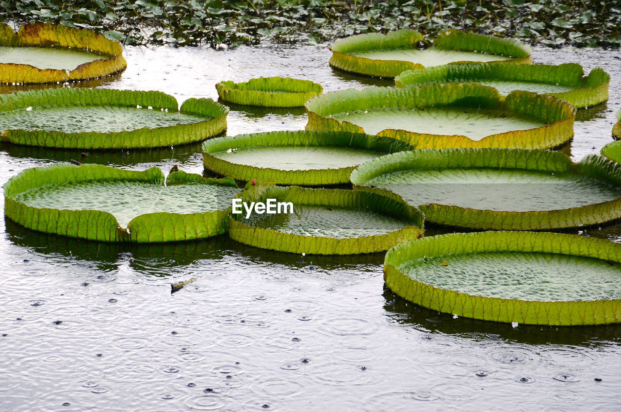 CLOSE-UP OF GREEN LEAVES FLOATING IN LAKE