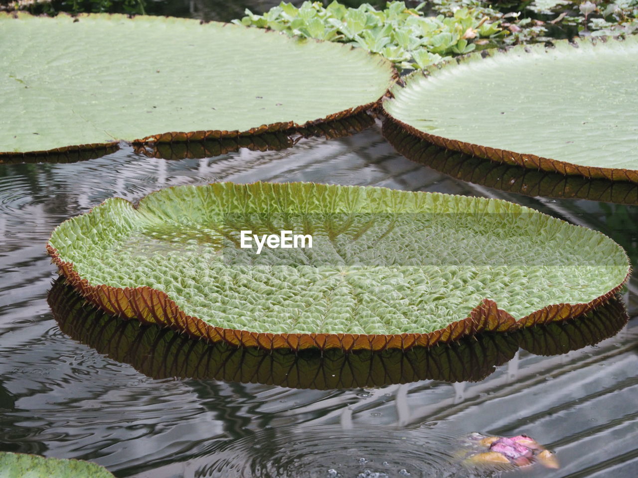 HIGH ANGLE VIEW OF LOTUS WATER LILY FLOATING ON LAKE