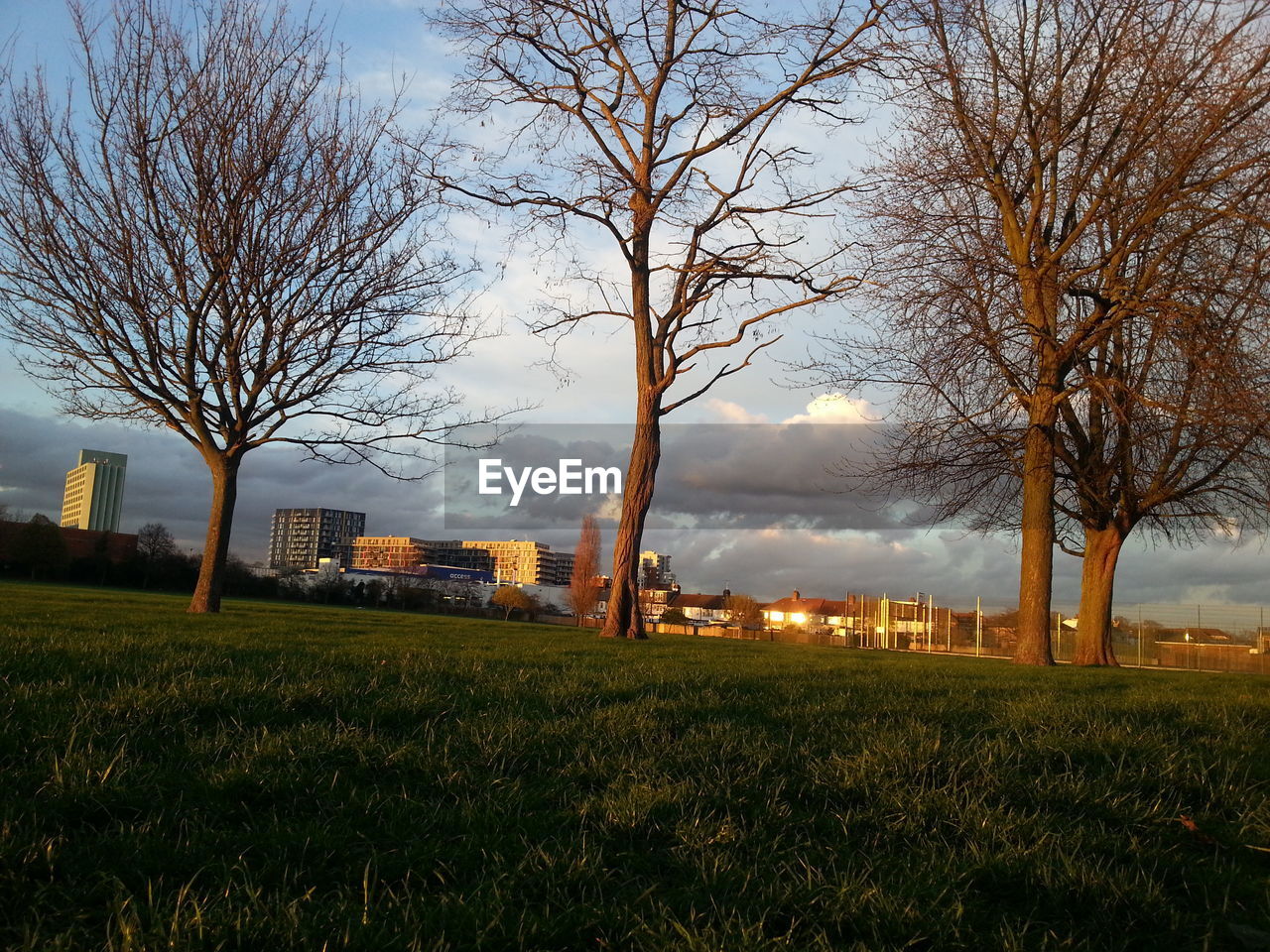 TREES ON FIELD AGAINST SKY