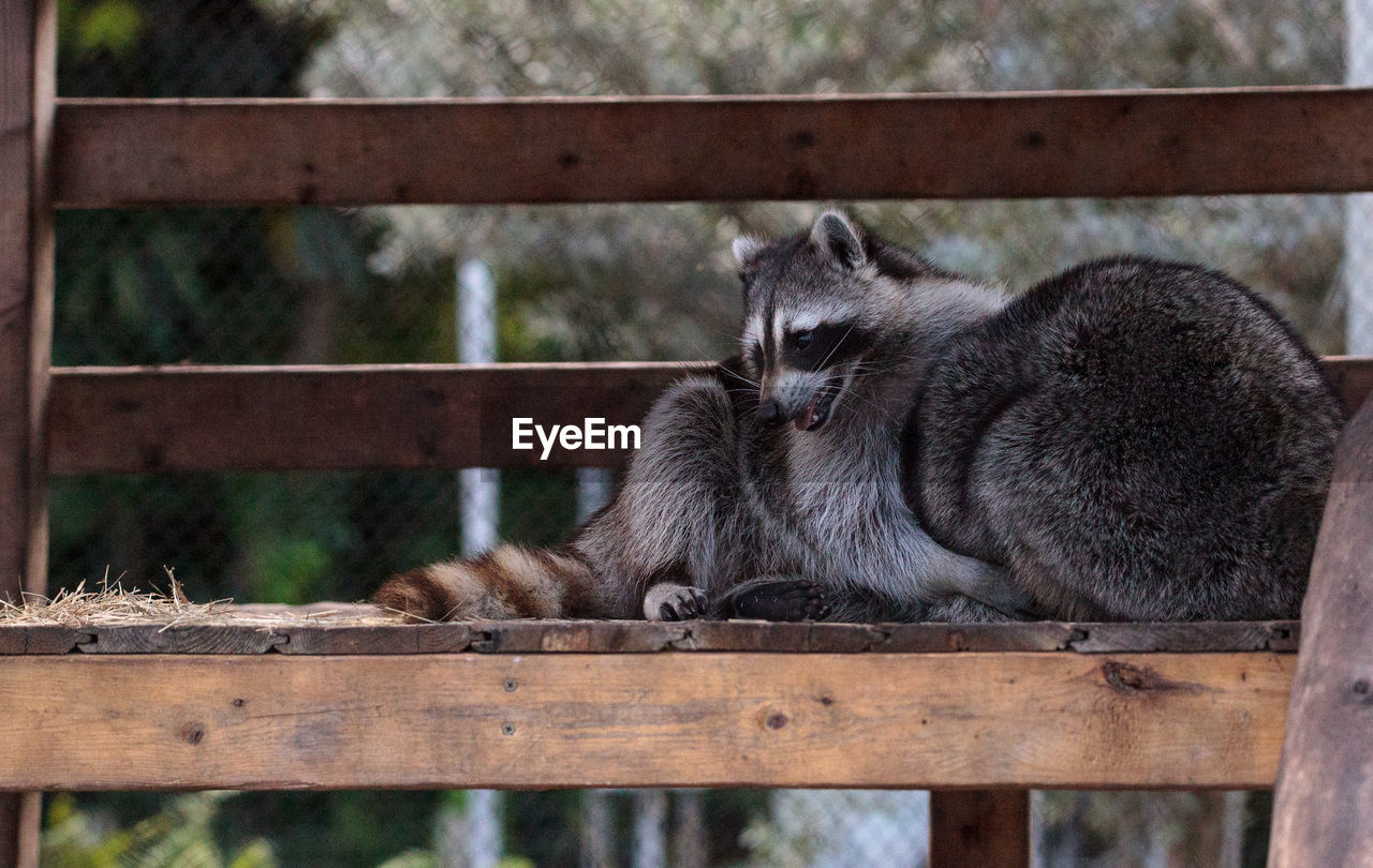 Playing raccoon praccoonpair on a porch in southern florida