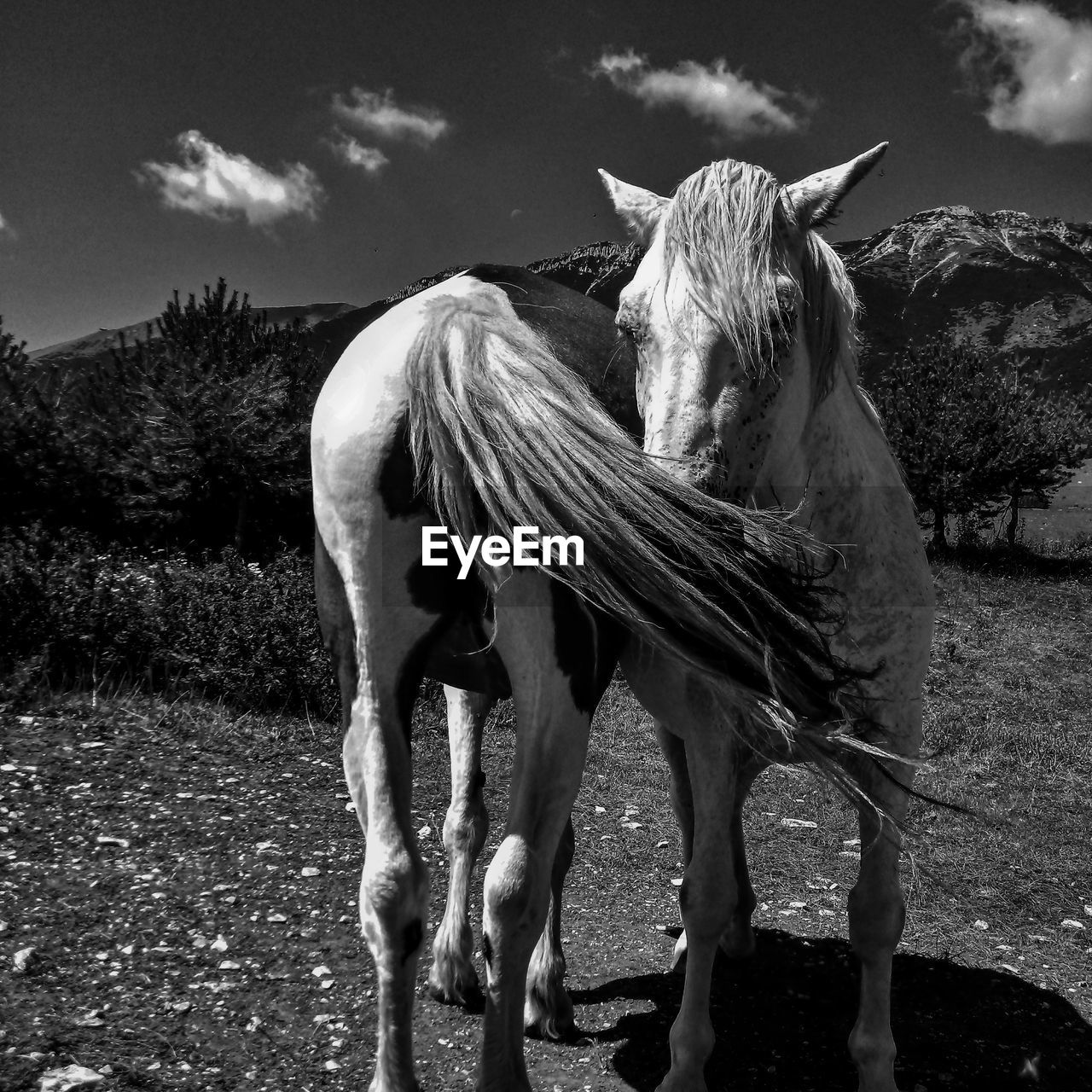 VIEW OF TWO HORSES ON FIELD