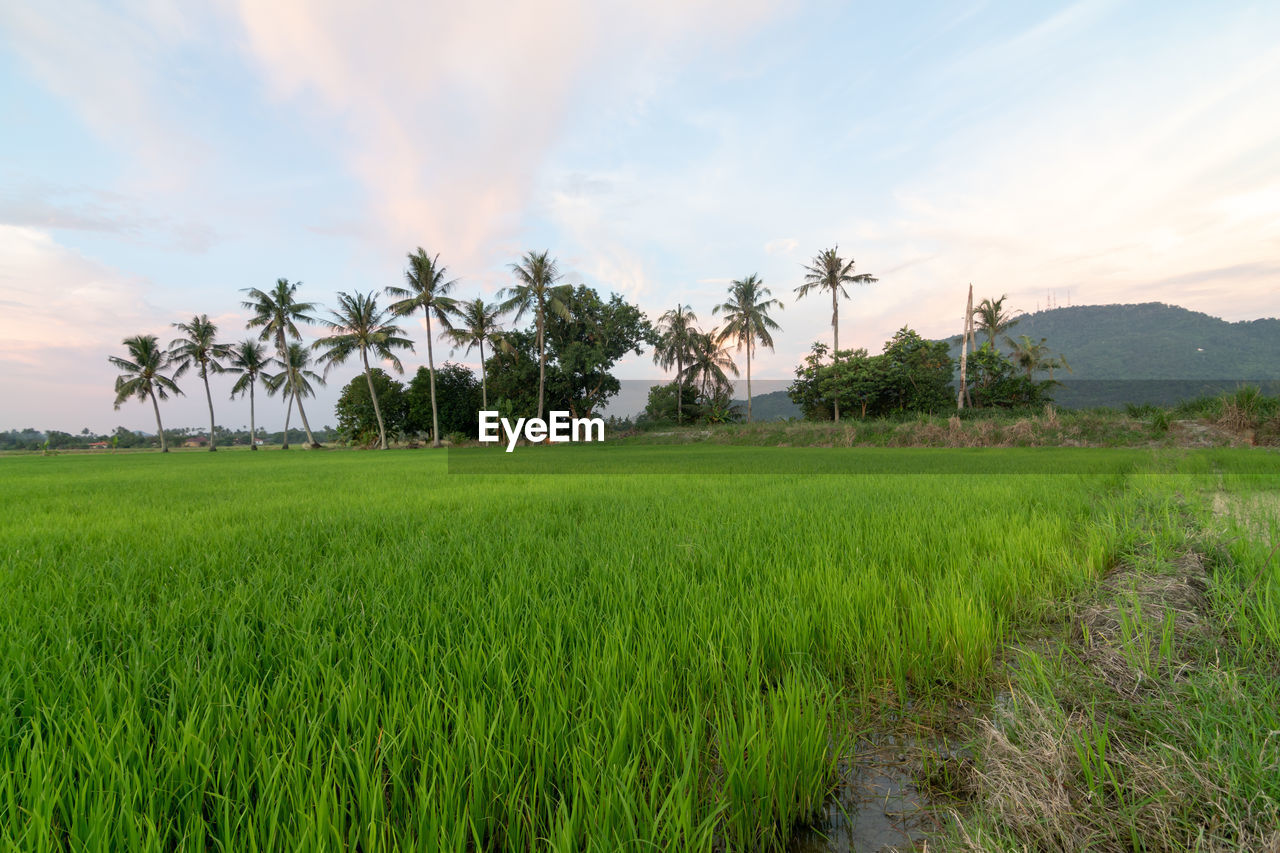 plant, landscape, paddy field, environment, agriculture, land, sky, field, tropical climate, tree, nature, palm tree, rural scene, grass, rice, cloud, crop, rice paddy, beauty in nature, green, scenics - nature, cereal plant, growth, rural area, farm, grassland, meadow, no people, rice - food staple, food and drink, food, plain, tranquility, social issues, outdoors, coconut palm tree, environmental conservation, natural environment, prairie, sunset, plantation, travel, travel destinations, tranquil scene, soil, pasture, non-urban scene, tropical tree