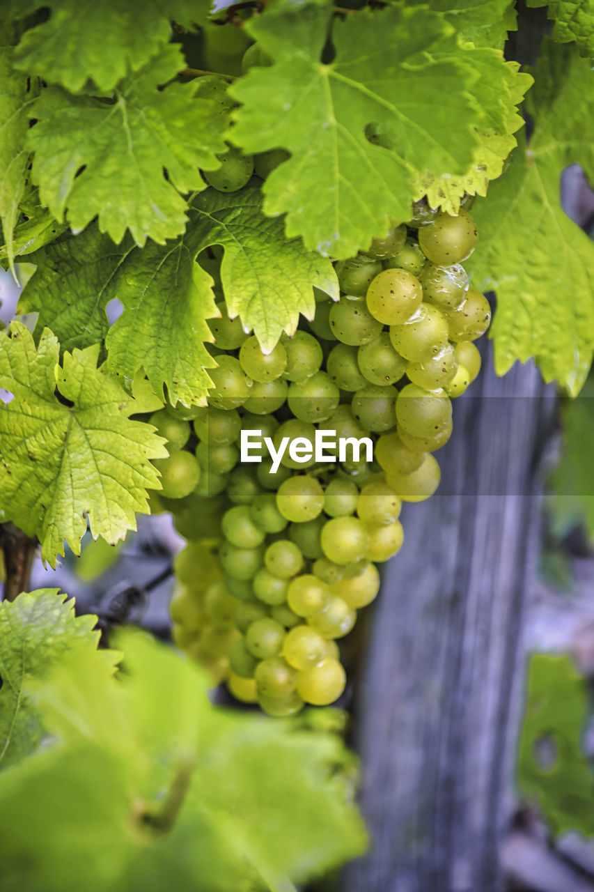 Grapes hanging on grapevine 