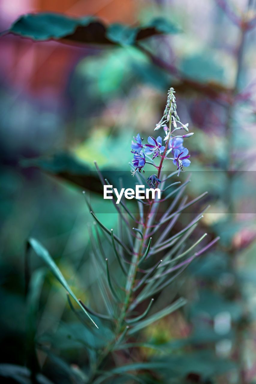 plant, flower, flowering plant, nature, beauty in nature, leaf, macro photography, close-up, growth, purple, green, no people, freshness, plant part, outdoors, focus on foreground, environment, fragility, selective focus, multi colored, tree, land, day, botany, blossom, tranquility, wildflower