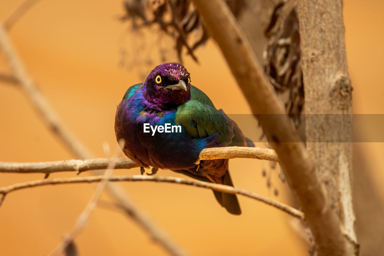 close-up of bird perching outdoors