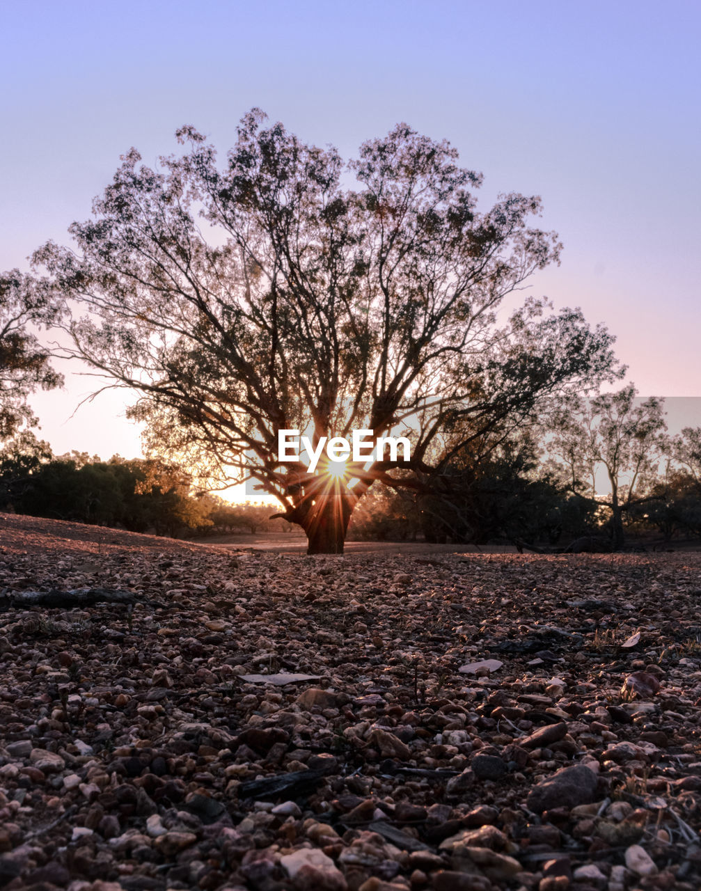 Trees on field against sky during sunset