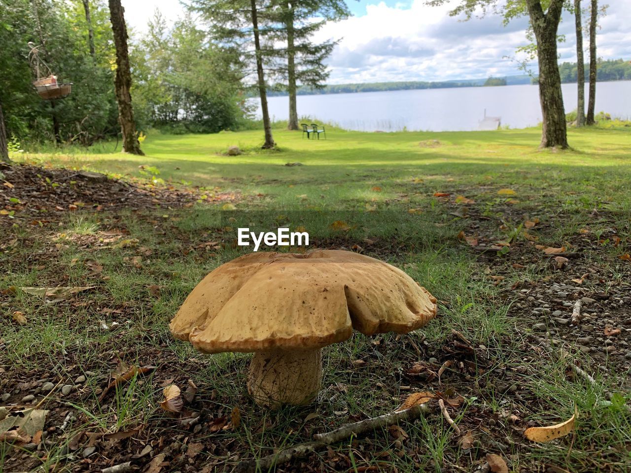 MUSHROOM ON FIELD