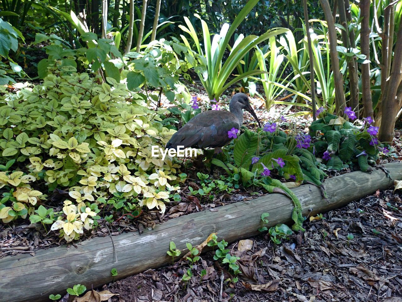 Bird on field amidst plants