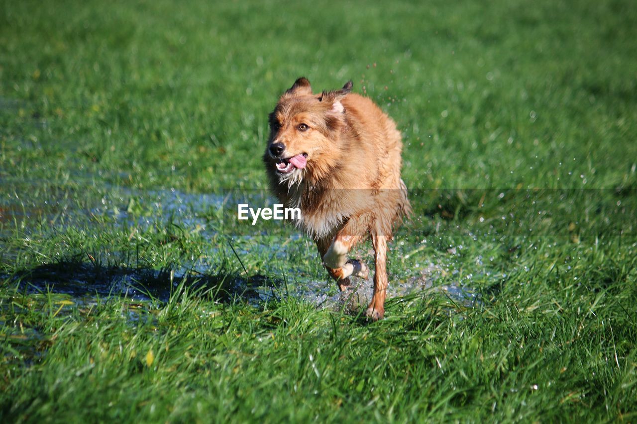 DOG ON GRASSY FIELD