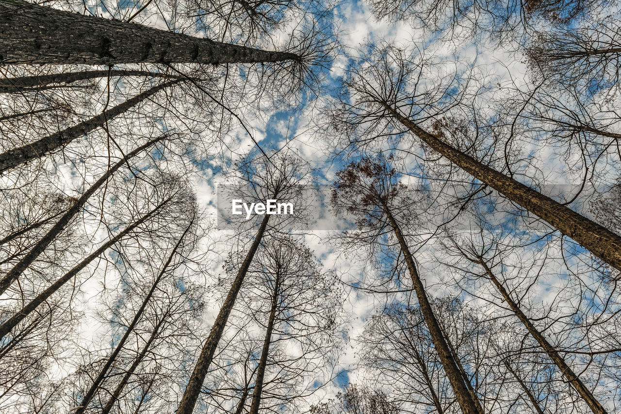 Low angle view of bare trees against sky