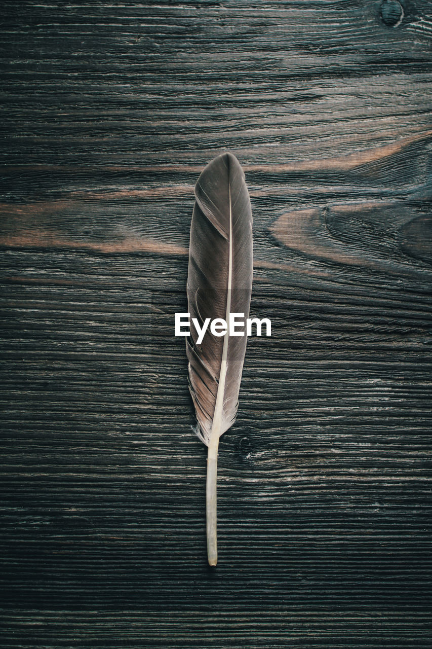 DIRECTLY ABOVE VIEW OF FEATHER ON TABLE