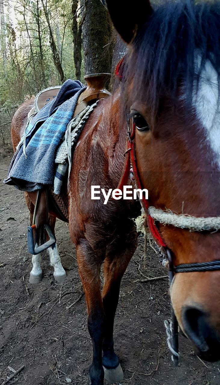 CLOSE-UP OF HORSE CART