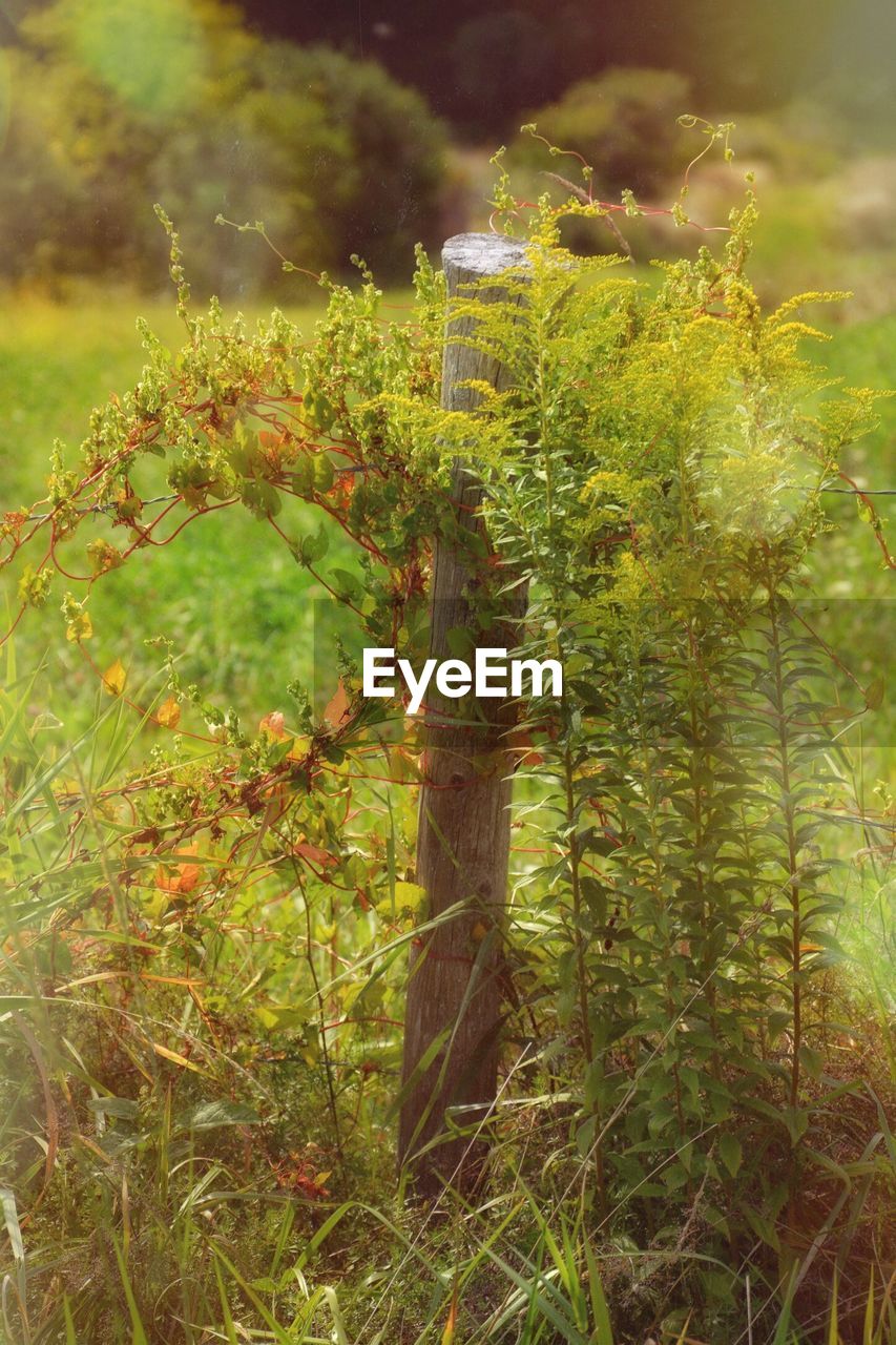 PLANTS GROWING ON FIELD