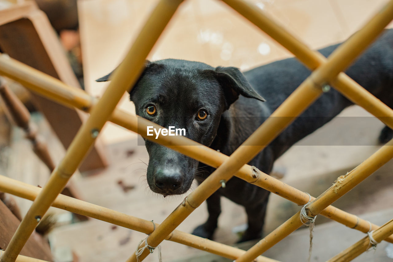 CLOSE-UP PORTRAIT OF A DOG