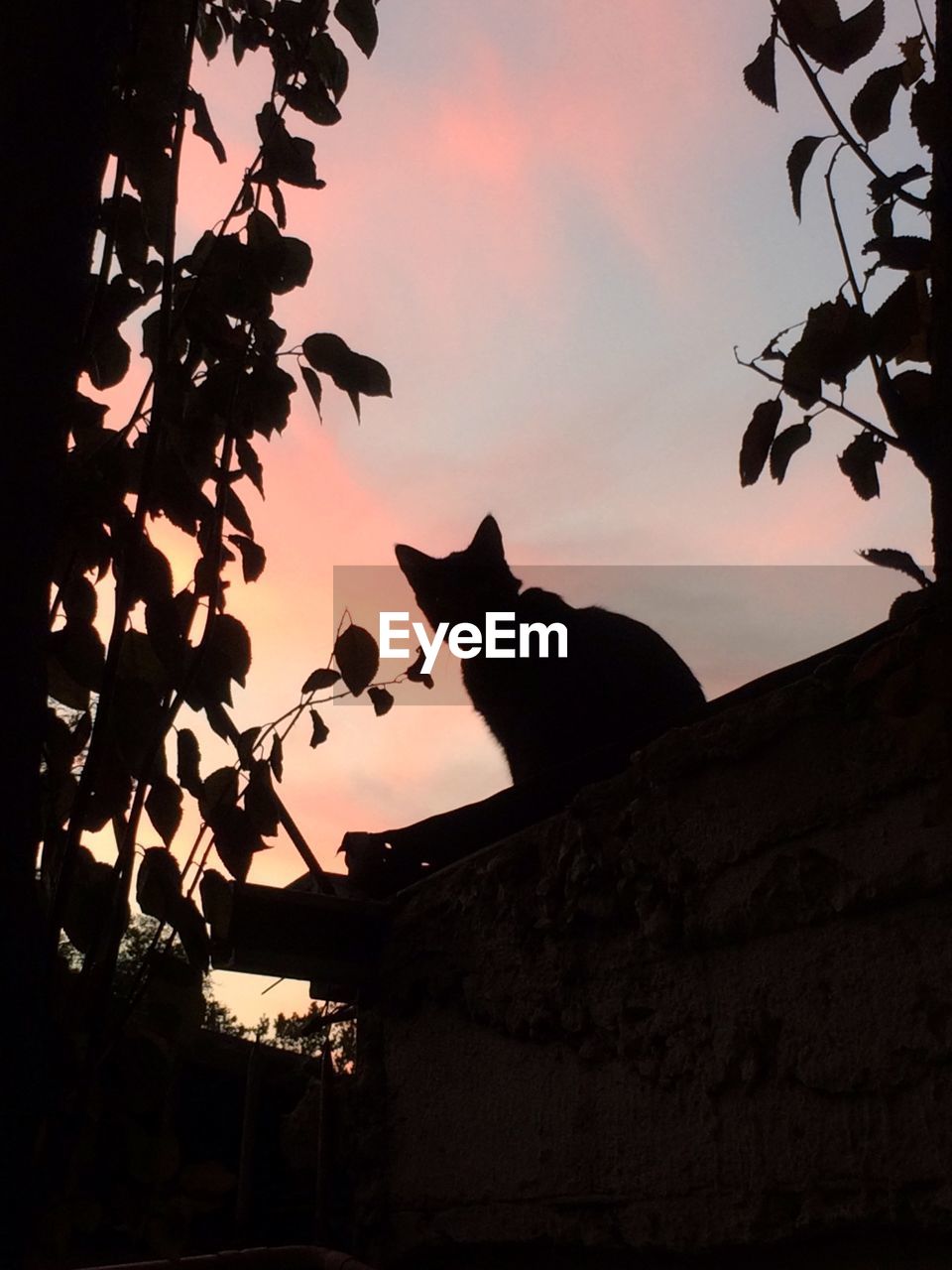 LOW ANGLE VIEW OF CAT LOOKING UP AT SUNSET