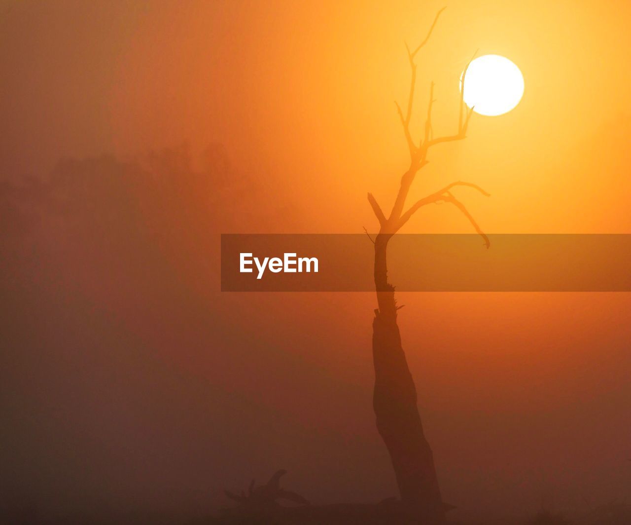 Silhouette tree against orange sky