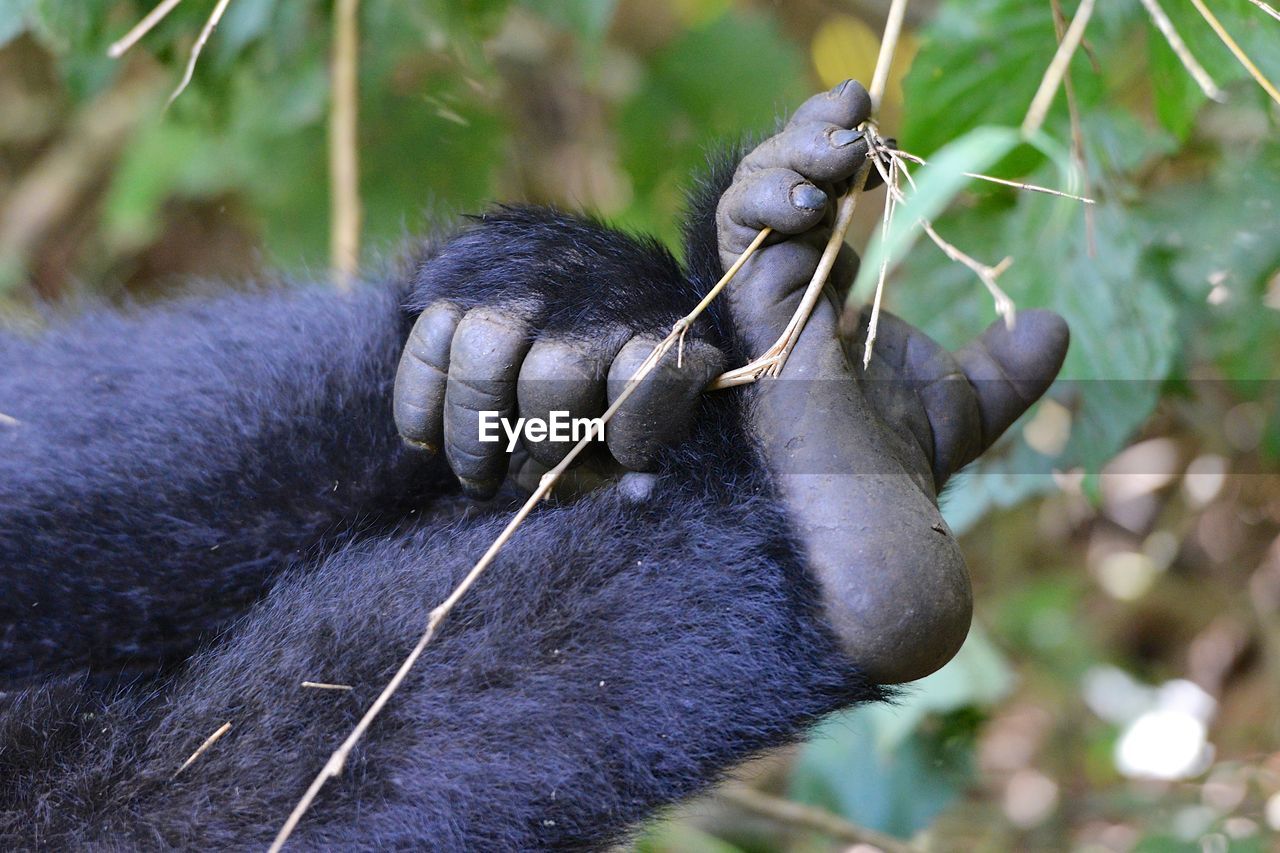 Close-up of hand feeding outdoors