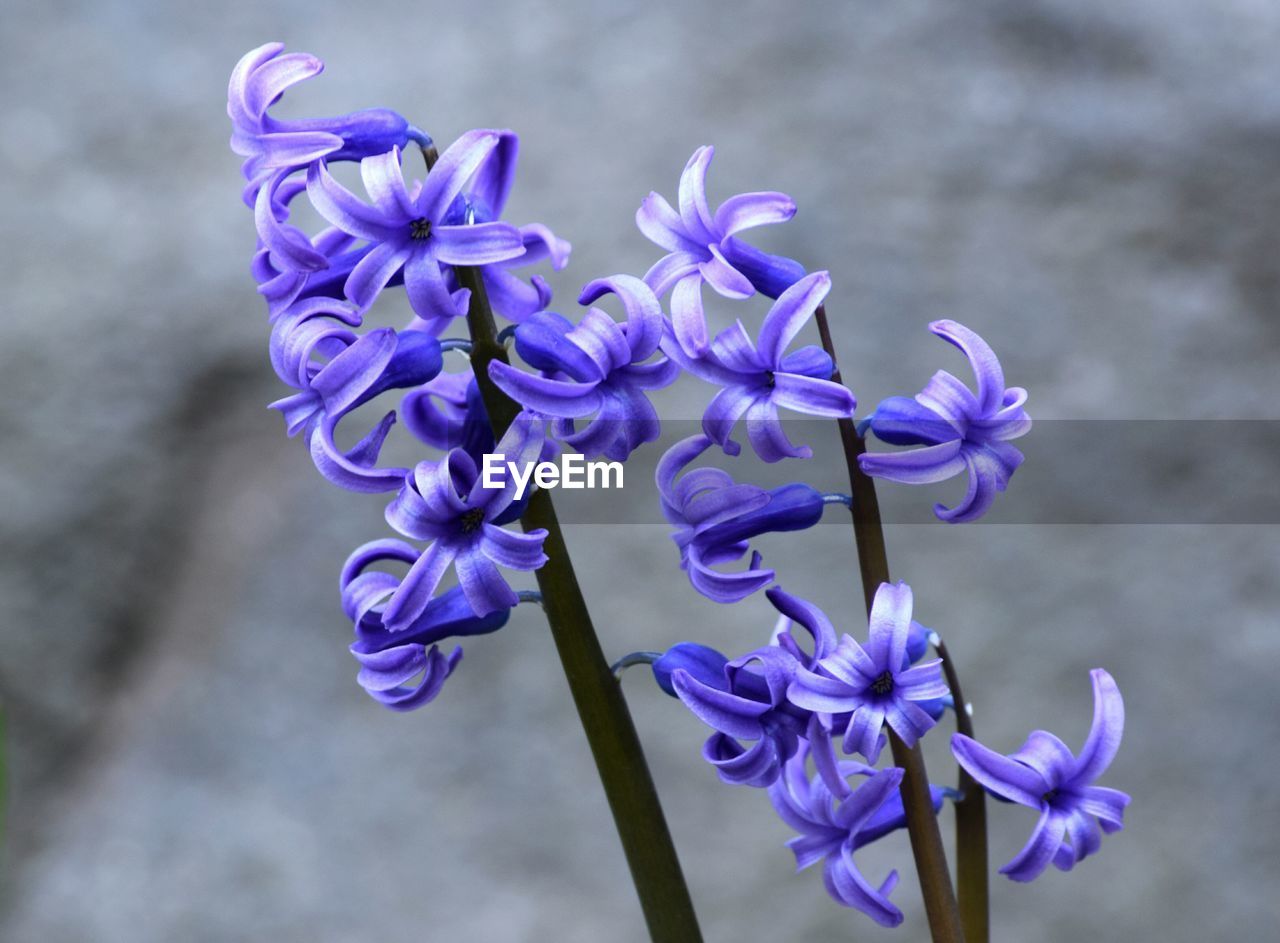 Close-up of purple flowers