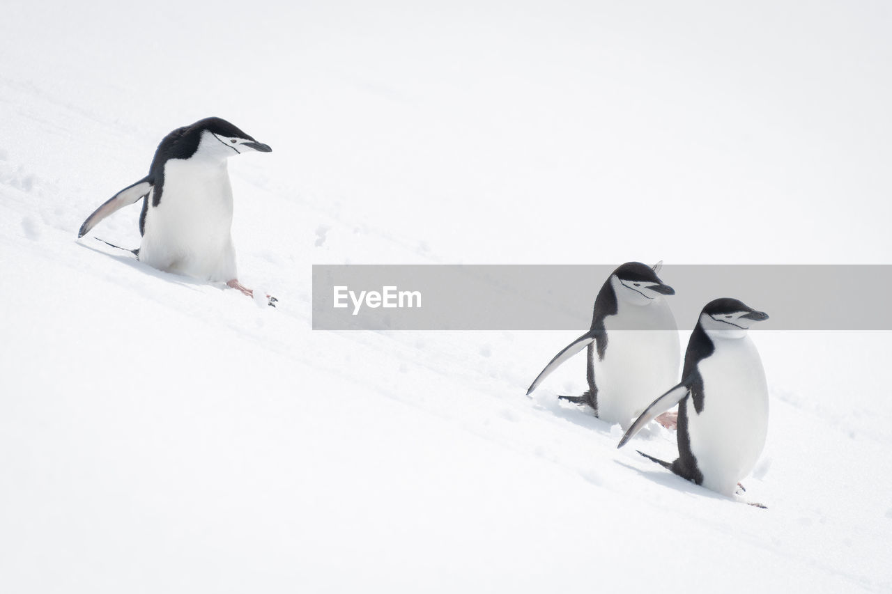 Three chinstrap penguins sliding down snowy slope