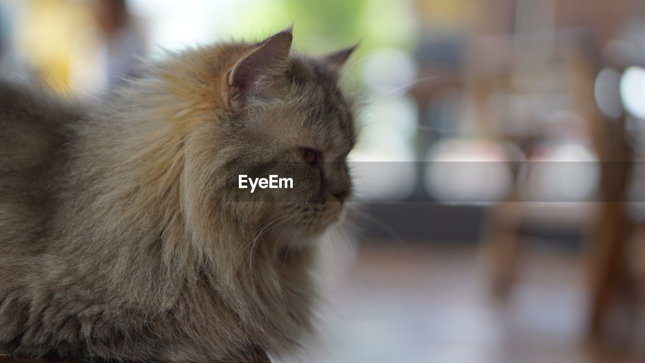 CLOSE-UP OF A CAT WITH EYES CLOSED