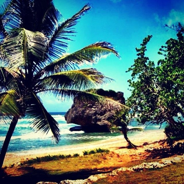 PALM TREES ON BEACH AGAINST SKY
