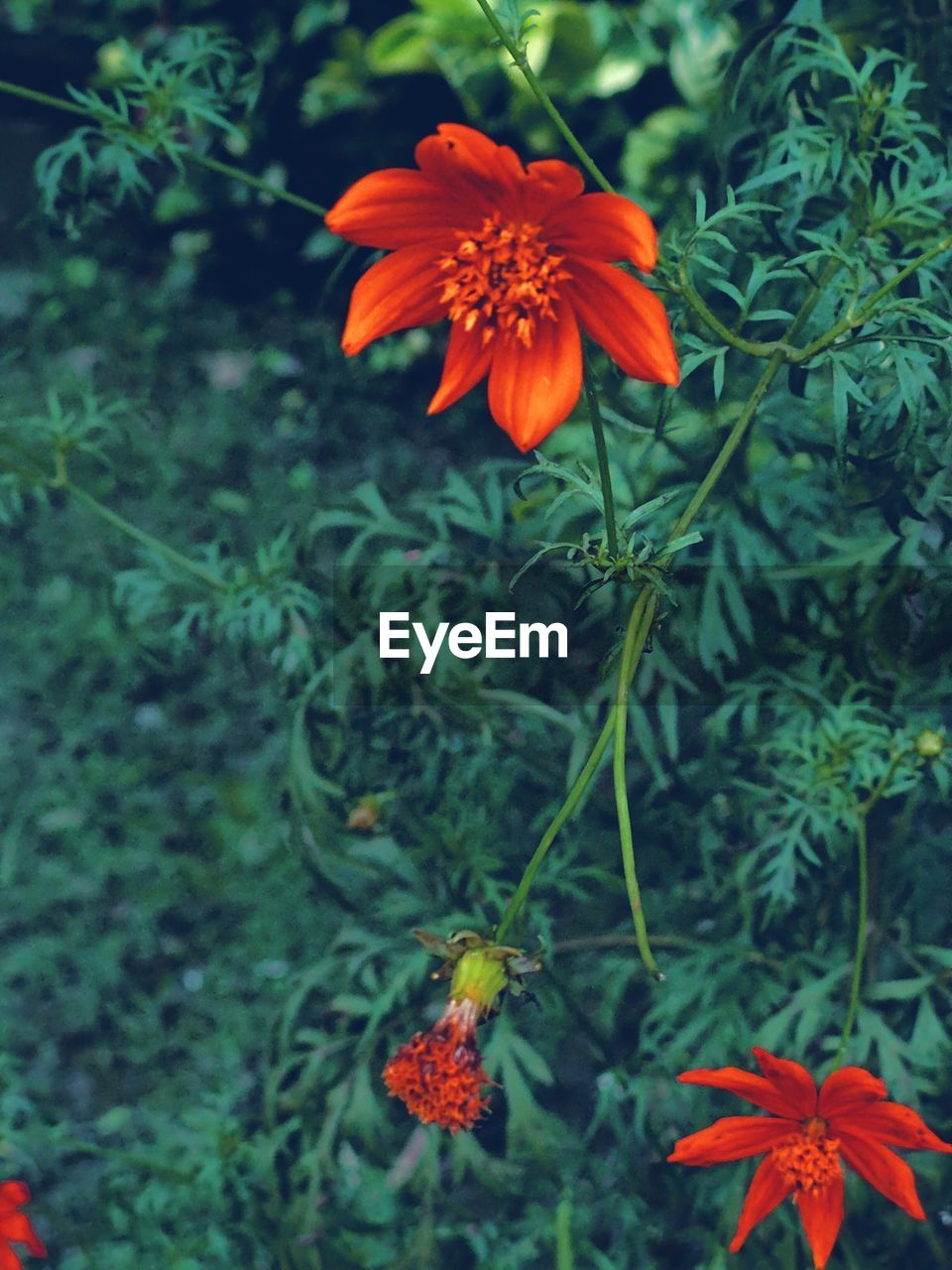 plant, flower, flowering plant, beauty in nature, freshness, growth, nature, orange color, fragility, close-up, petal, flower head, no people, red, wildflower, plant part, inflorescence, green, leaf, focus on foreground, day, botany, outdoors