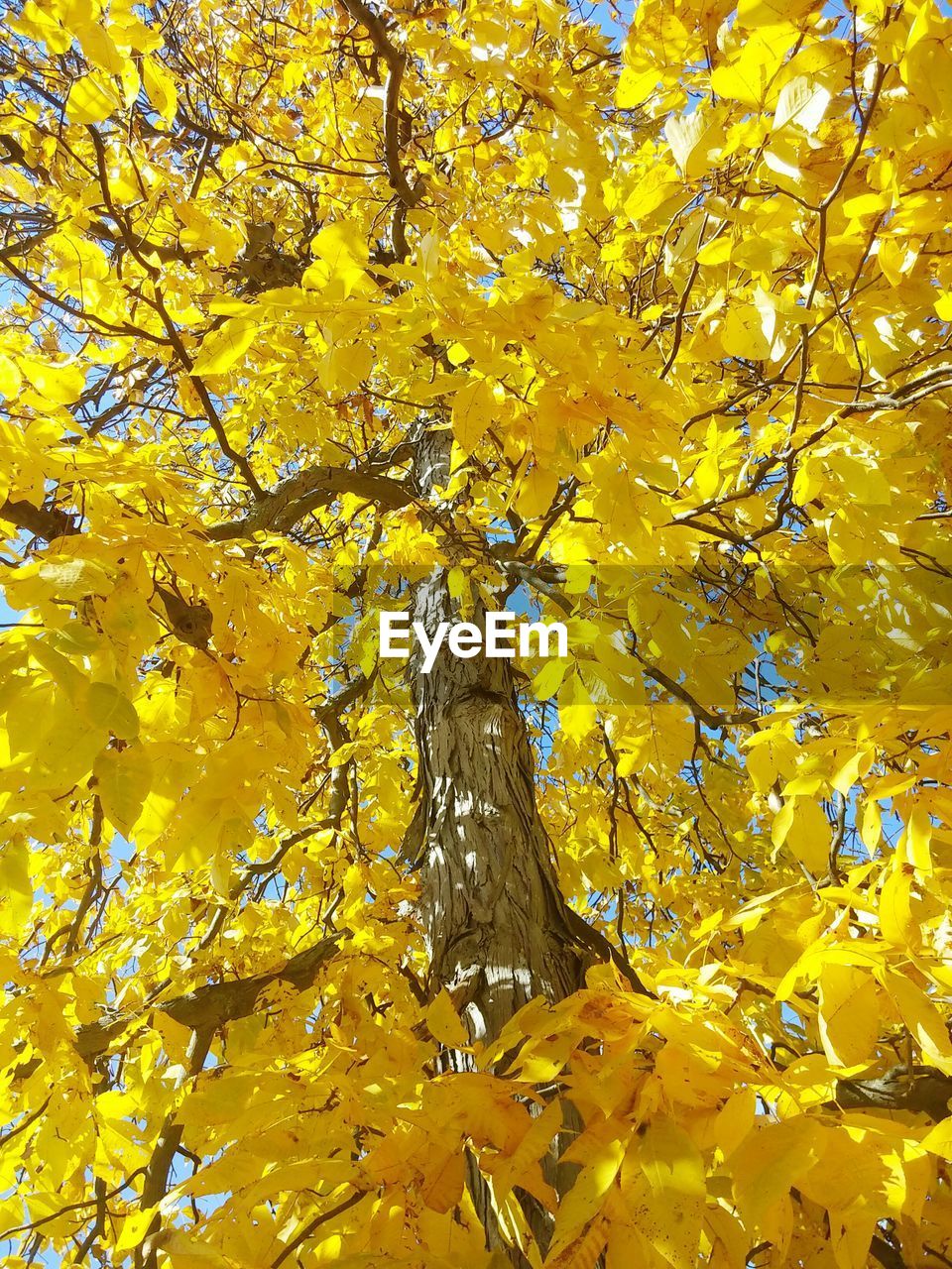 Low angle view of yellow tree during autumn