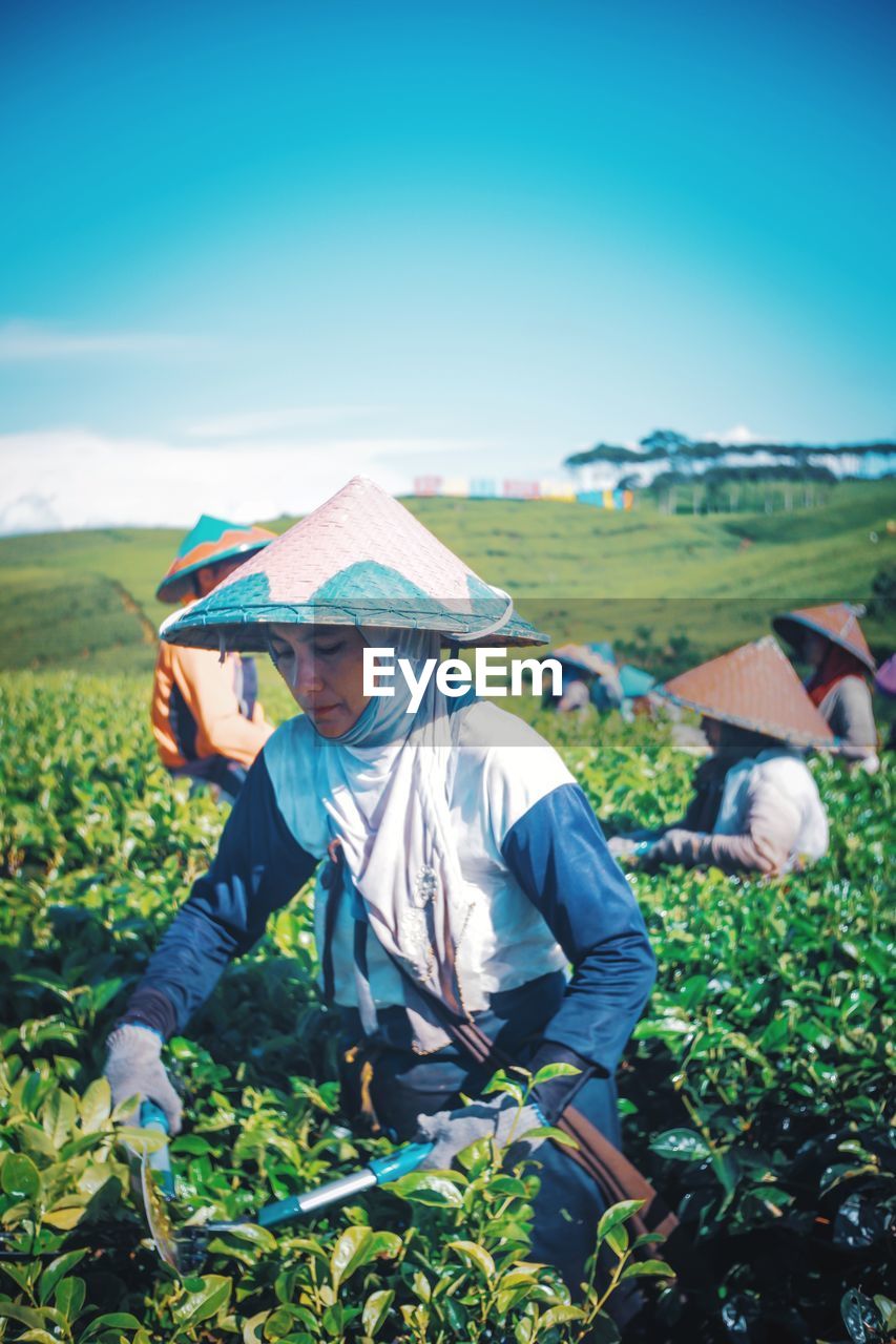 Farmers are picking tea leaves