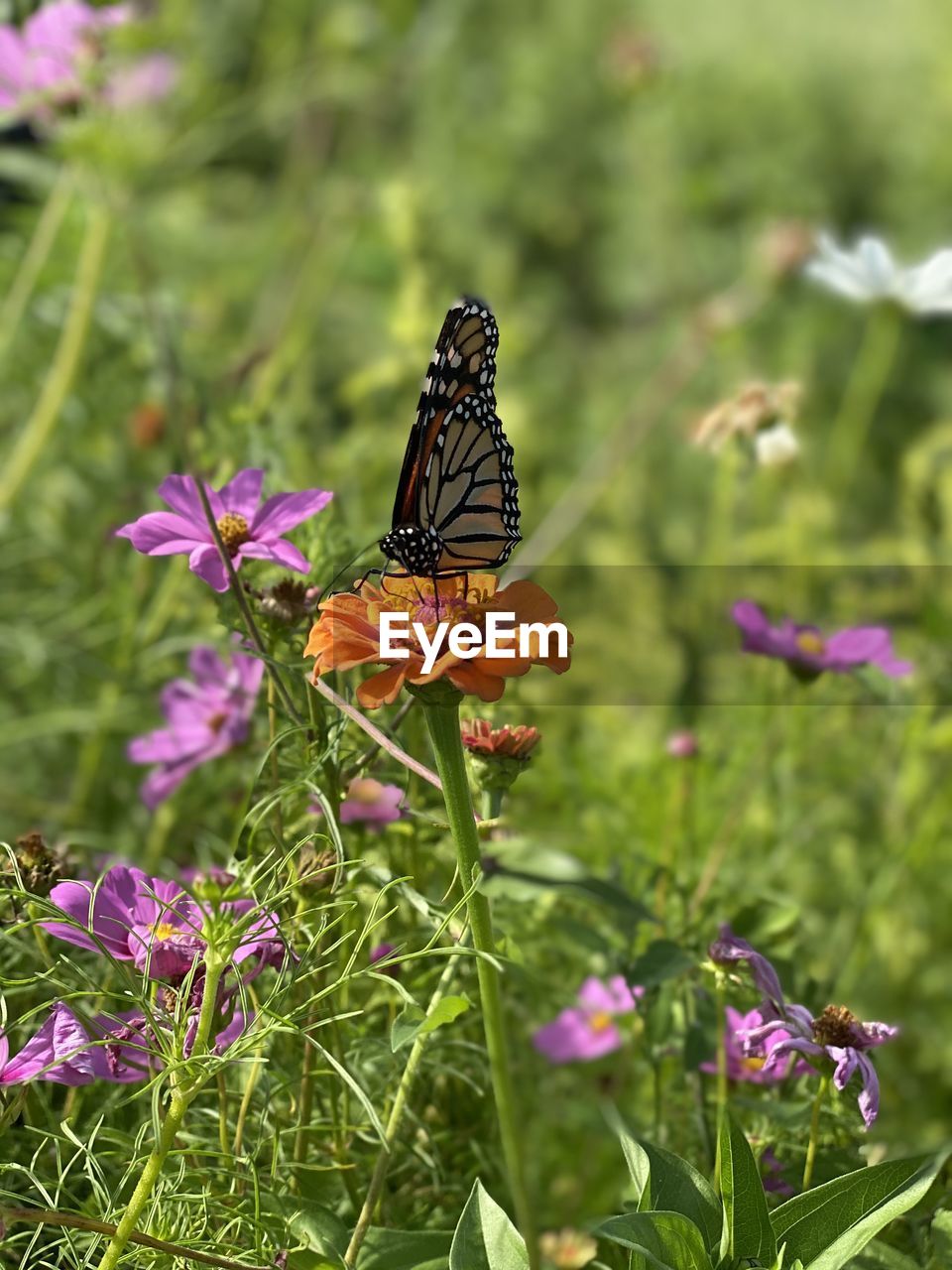 BUTTERFLY POLLINATING ON PURPLE FLOWER