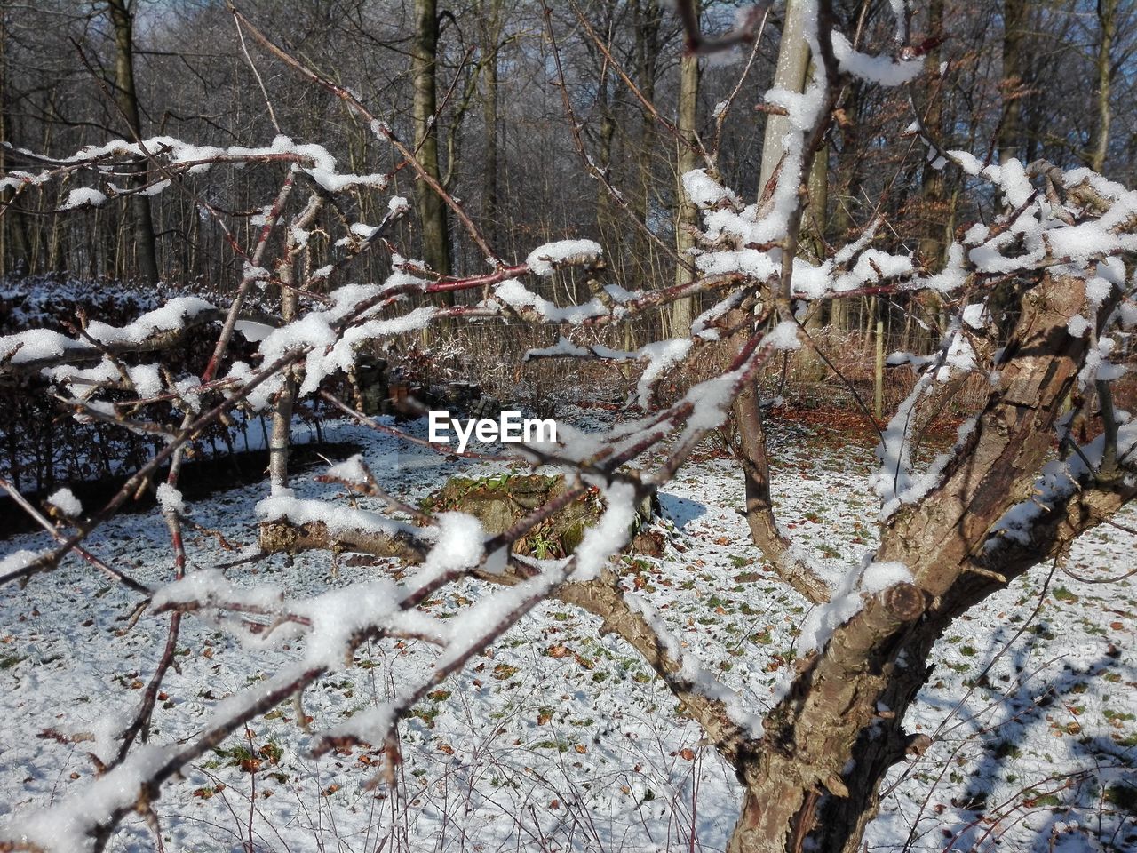 CLOSE-UP OF SNOW ON BARE TREE IN WINTER