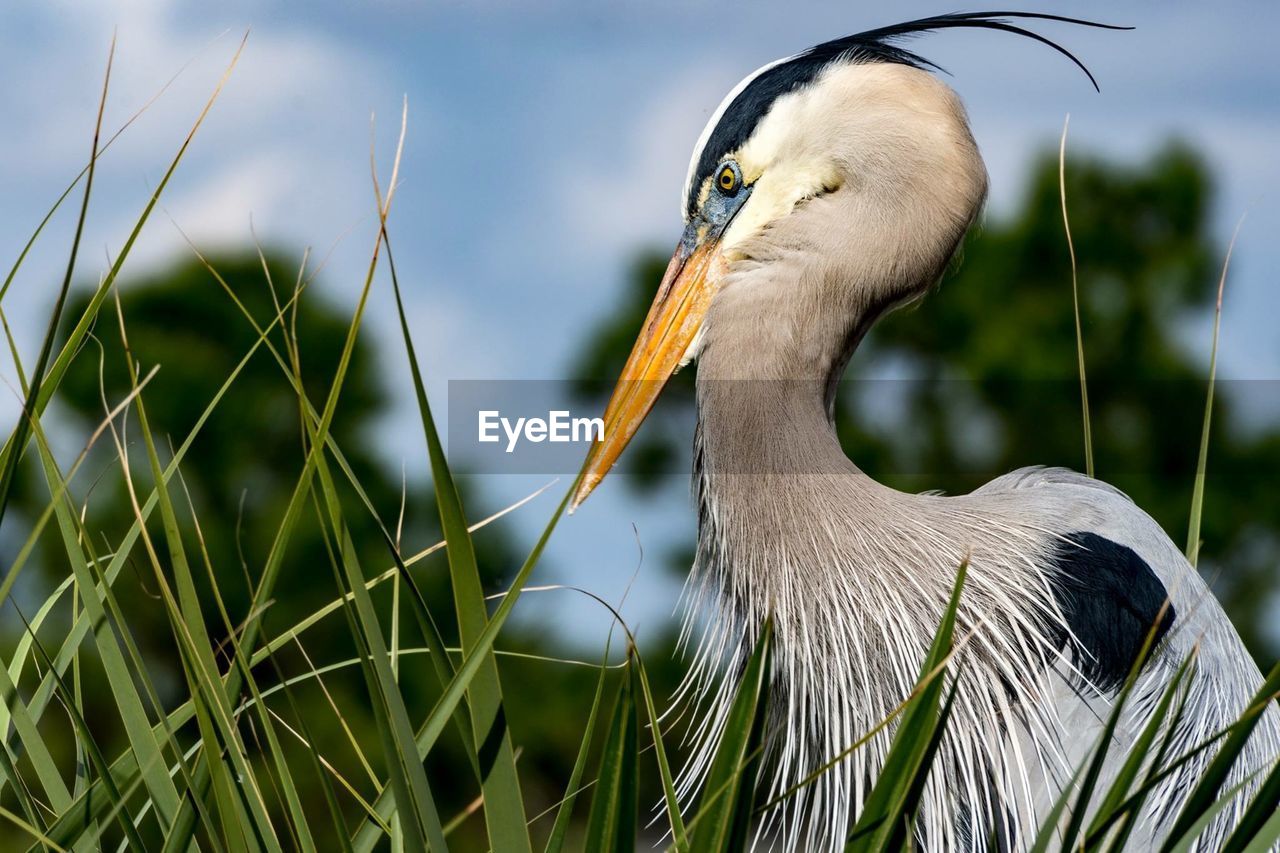 Profile view of great blue heron amidst grass