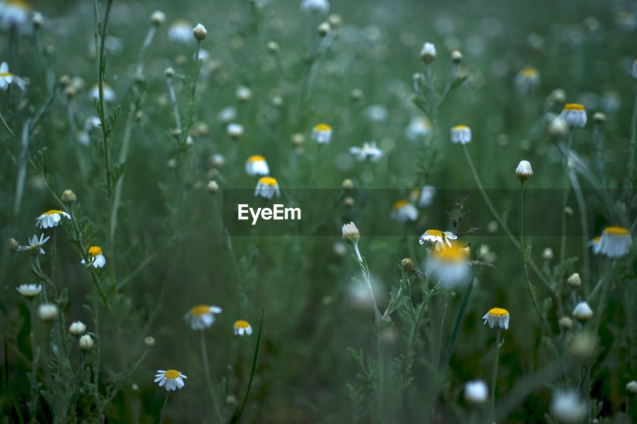 Wide field of matricaria chamomilla recutita, known as chamomile, camomile or scented mayweed.