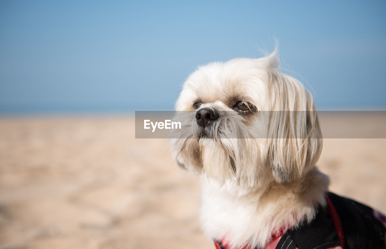 Close-up of dog on beach against clear sky