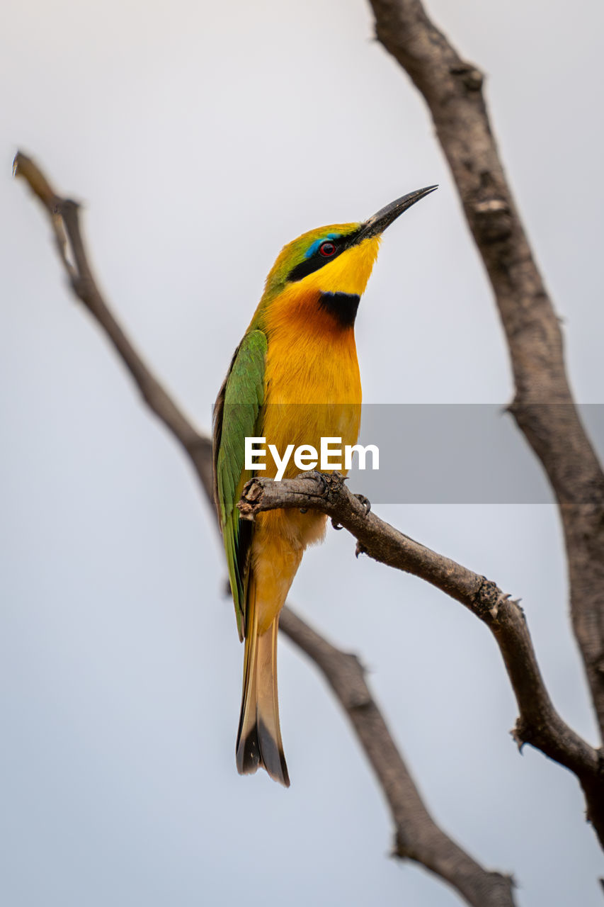 close-up of bird perching on tree