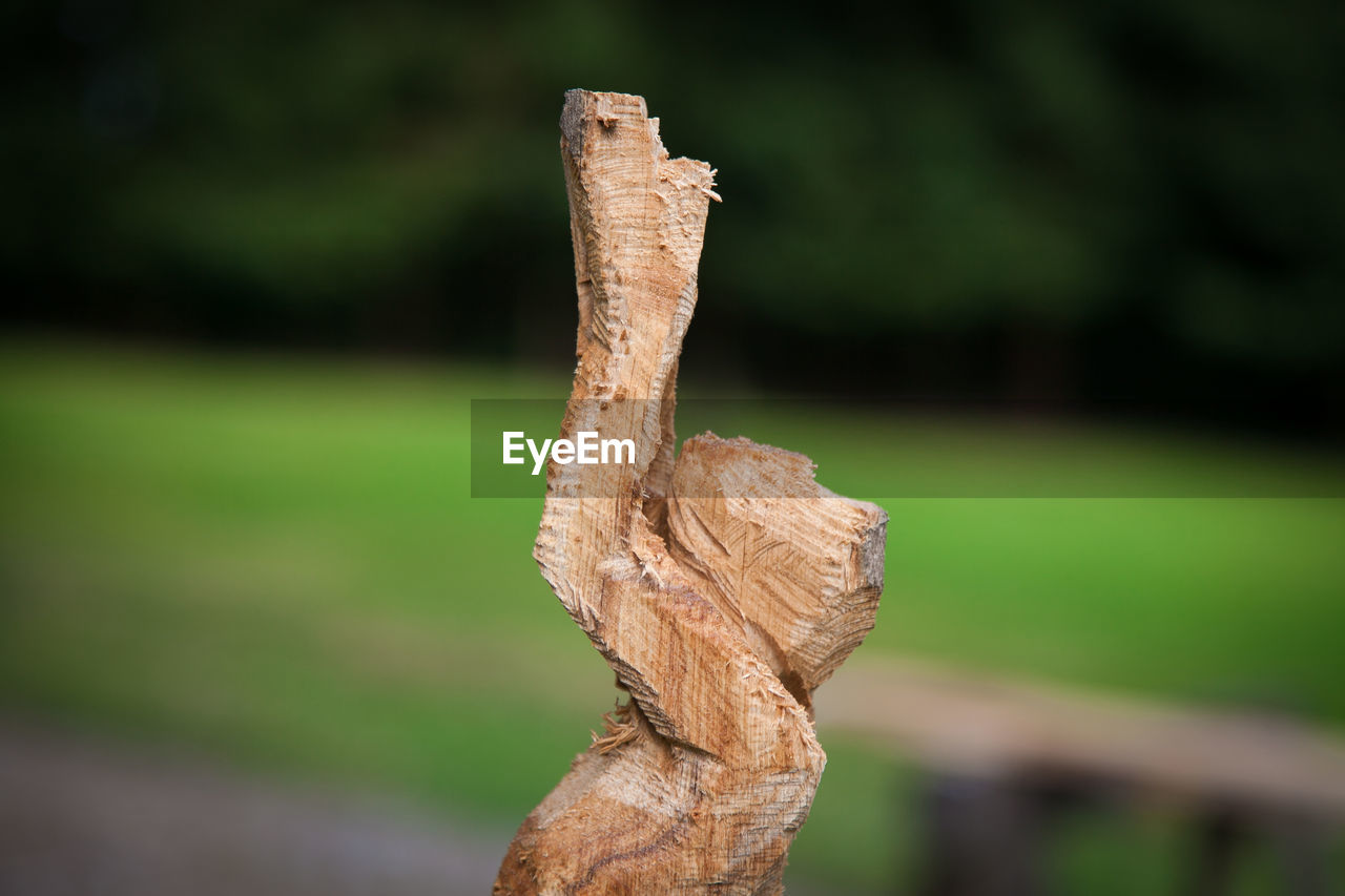 CLOSE-UP OF WOODEN TREE