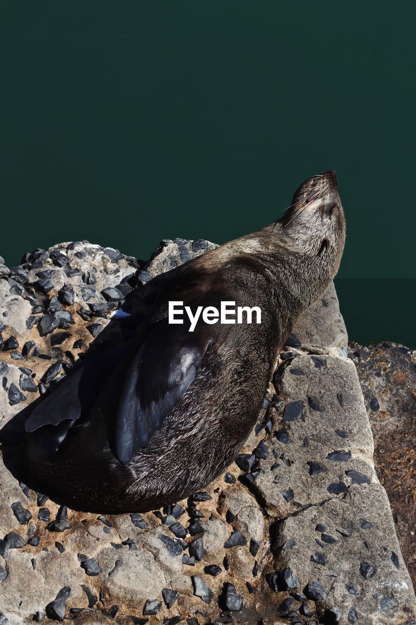 High angle view of seal on rock