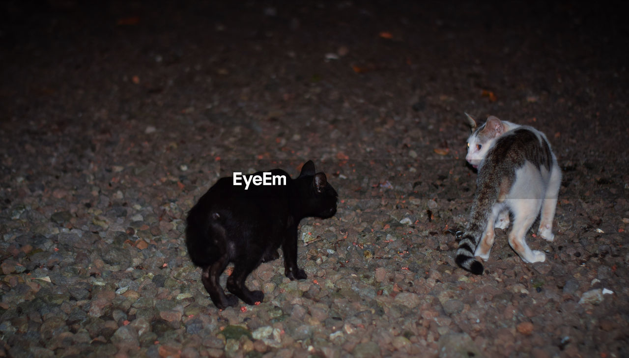 HIGH ANGLE VIEW OF TWO DOGS ON GROUND