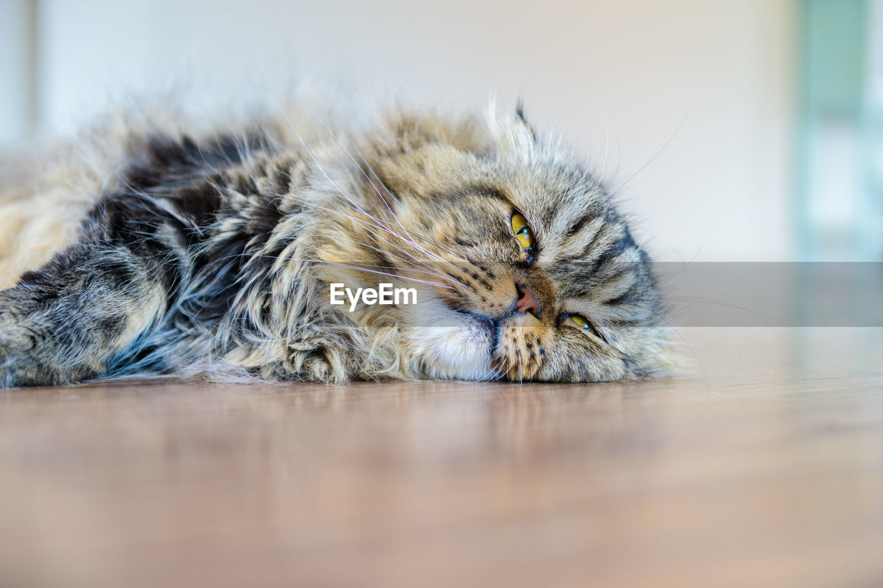 Close-up of cat lying on floor