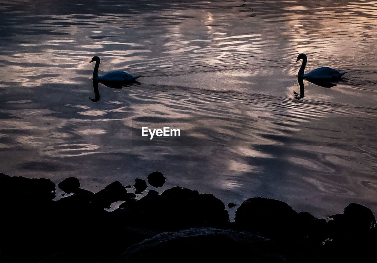 VIEW OF BIRDS IN WATER