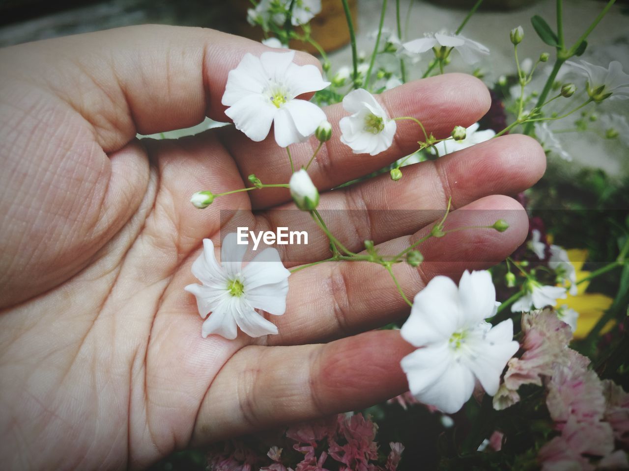 CLOSE-UP OF FLOWERS WITH HAND