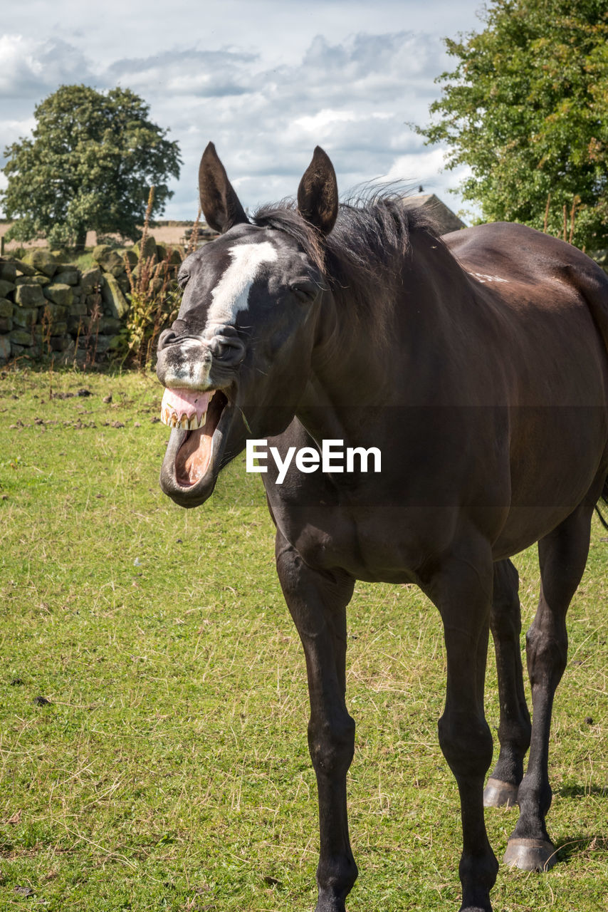 Horse standing on field