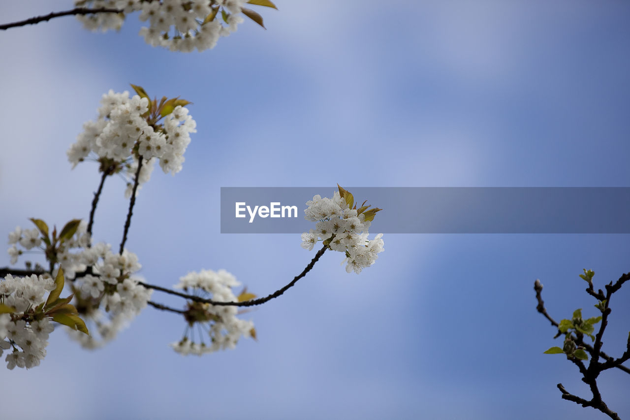 LOW ANGLE VIEW OF WHITE FLOWERS BLOOMING AGAINST SKY