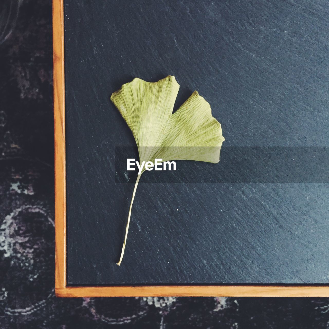 Directly above shot of gingko leaf on blackboard