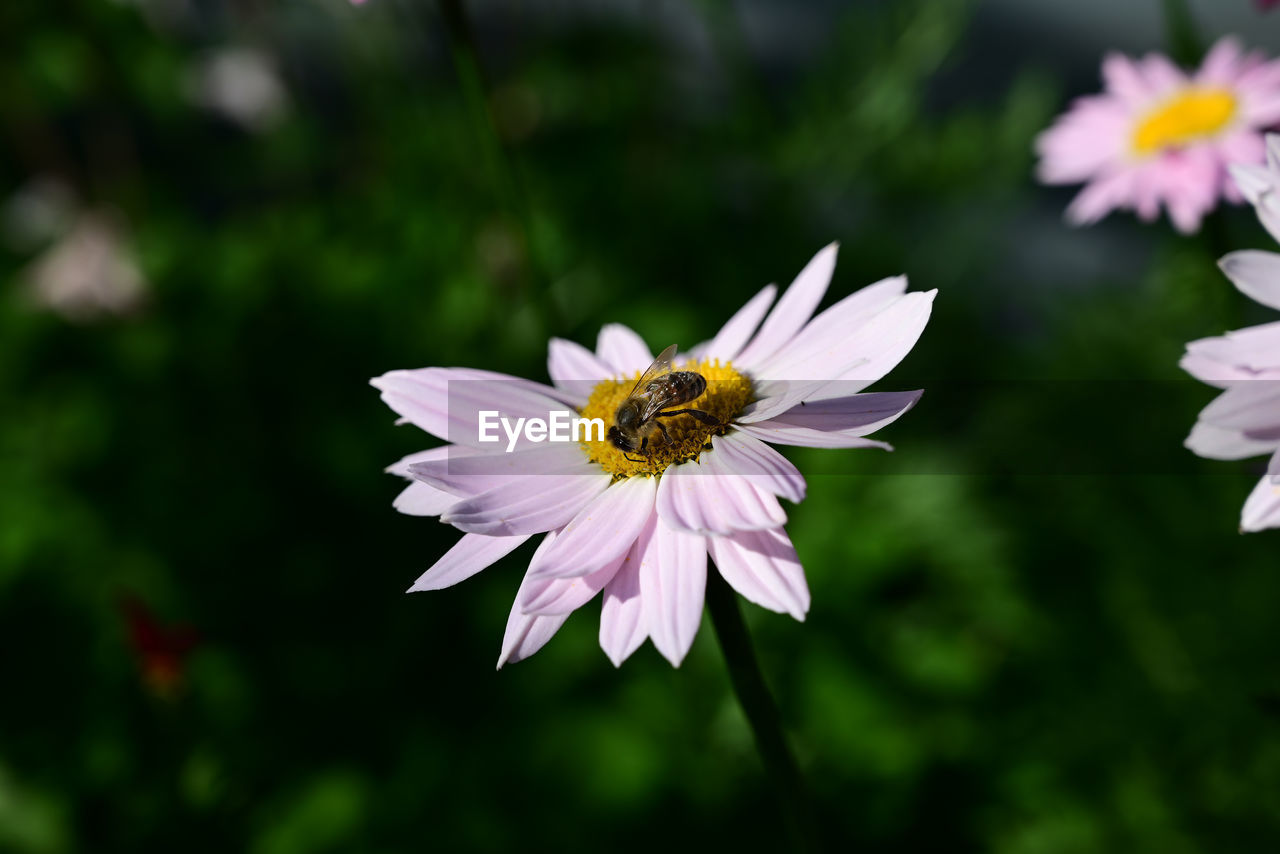 close-up of bee pollinating on white flower