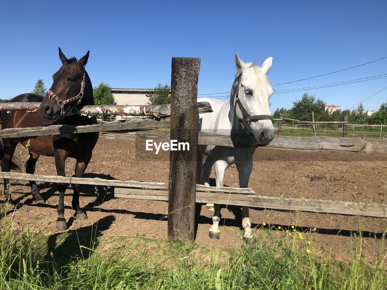 horse standing in pen