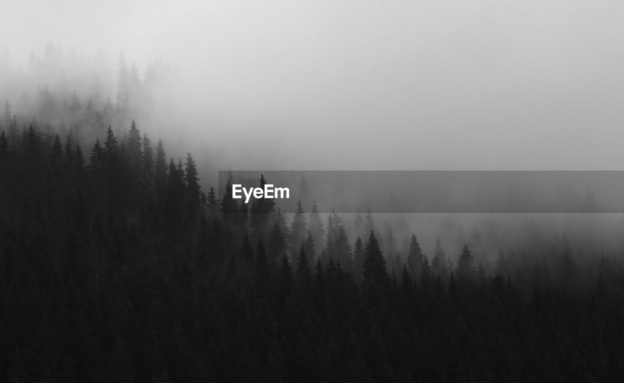 TREES IN FOREST AGAINST SKY