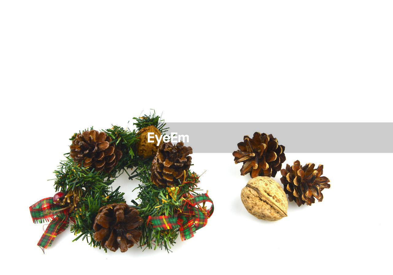 CLOSE-UP OF PINE CONES ON WHITE BACKGROUND